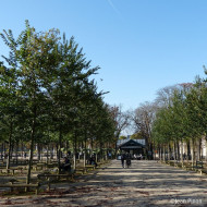 Ulmus minor VADA® 'Wanoux'