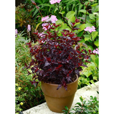 Physocarpus opulifolius All Black® Minall2