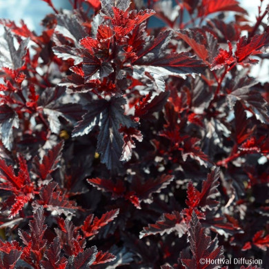 Physocarpus opulifolius All Black® Minall2