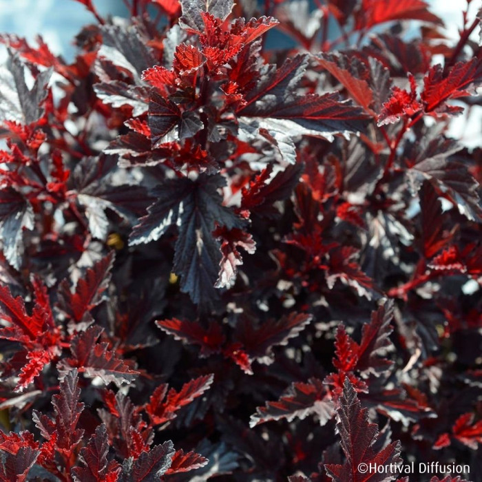Physocarpus opulifolius All Black® Minall2