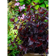 Physocarpus opulifolius All Black® Minall2