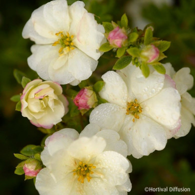 Potentilla fruticosa Double Punch® Cream 'Mincrero01'