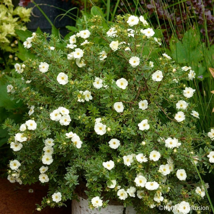 Potentilla fruticosa Double Punch® Cream 'Mincrero01'