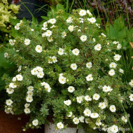 Potentilla fruticosa Double Punch® Cream 'Mincrero01'