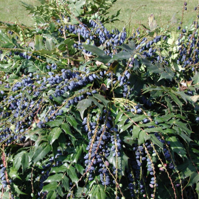 Mahonia x media 'Charity'