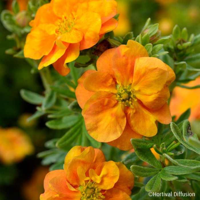 Potentilla fruticosa Double Punch® Tango 'Minora07'