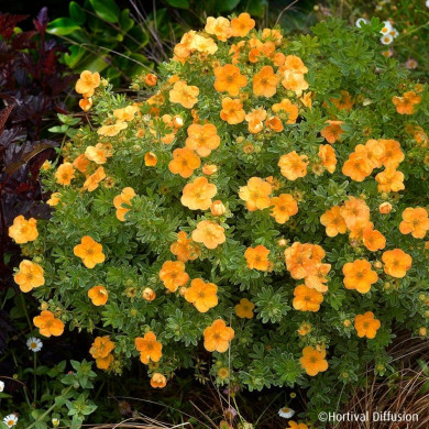 Potentilla fruticosa Double Punch® Tango 'Minora07'