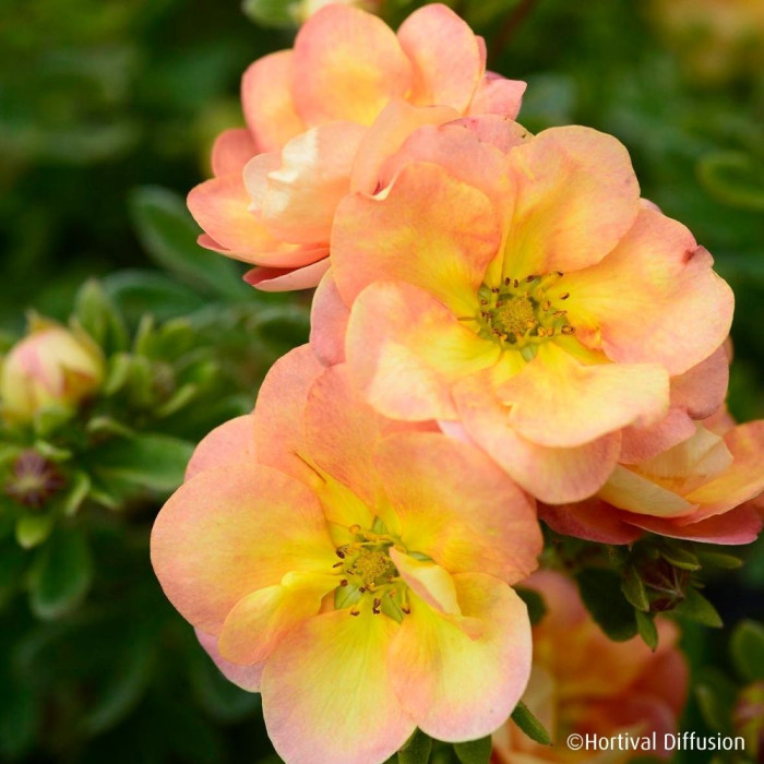Potentilla fruticosa Double Punch® Peach 'Minjaro01'