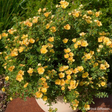 Potentilla fruticosa Double Punch® Peach 'Minjaro01'