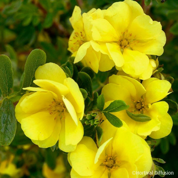 Potentilla fruticosa Double Punch® Gold 'Minjau03'