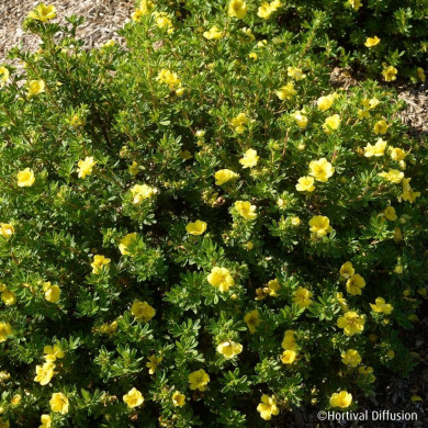 Potentilla fruticosa Double Punch® Gold 'Minjau03'