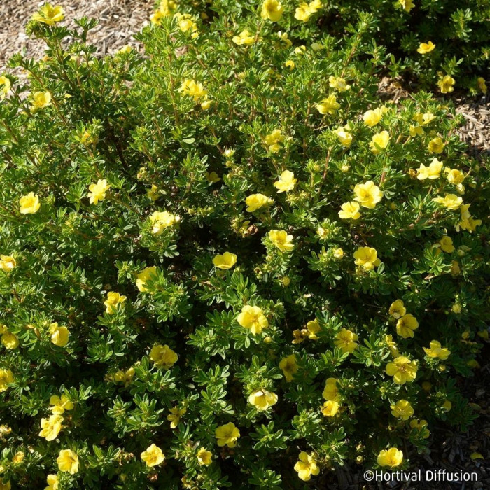 Potentilla fruticosa Double Punch® Gold 'Minjau03'