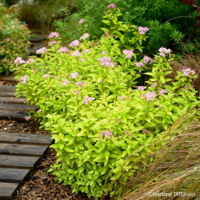 Spiraea japonica Zen'Spirit® Gold 'Minspiz07'