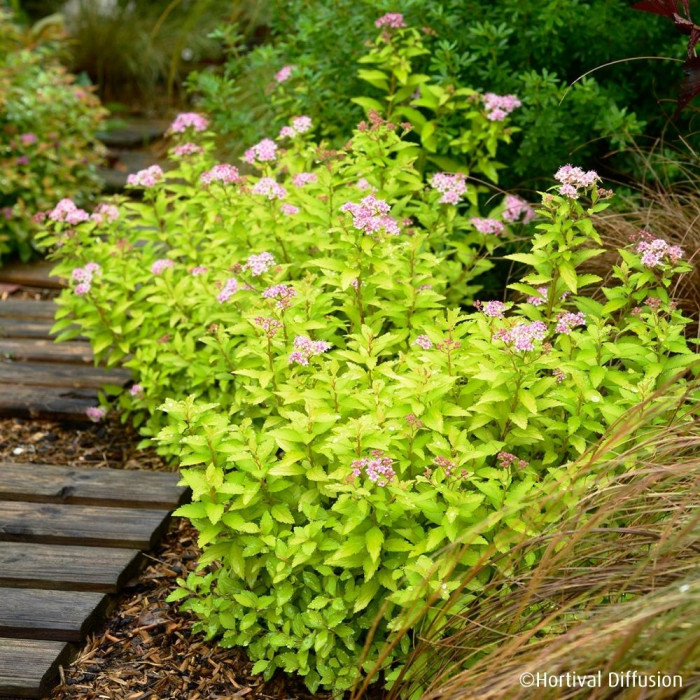 Spiraea japonica Zen'Spirit® Gold 'Minspiz07'