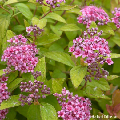 Spiraea japonica Zen'spirit® Caramel 'Minspiz02'