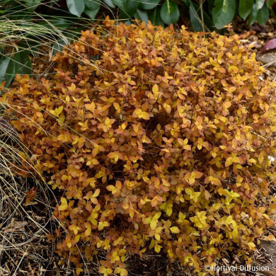 Spiraea japonica Zen'spirit® Caramel 'Minspiz02'
