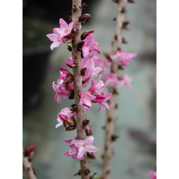 Daphne mezereum