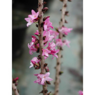 Daphne mezereum