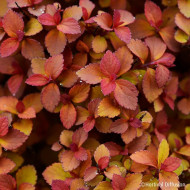 Spiraea japonica Zen'spirit® Caramel 'Minspiz02'