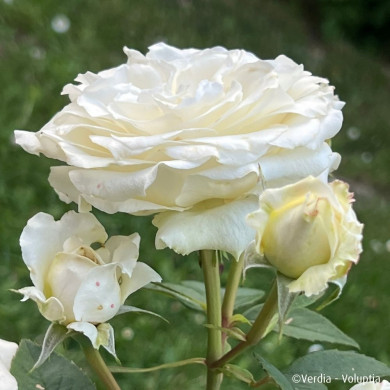 Rosier paysager Lovely white Voluptia®