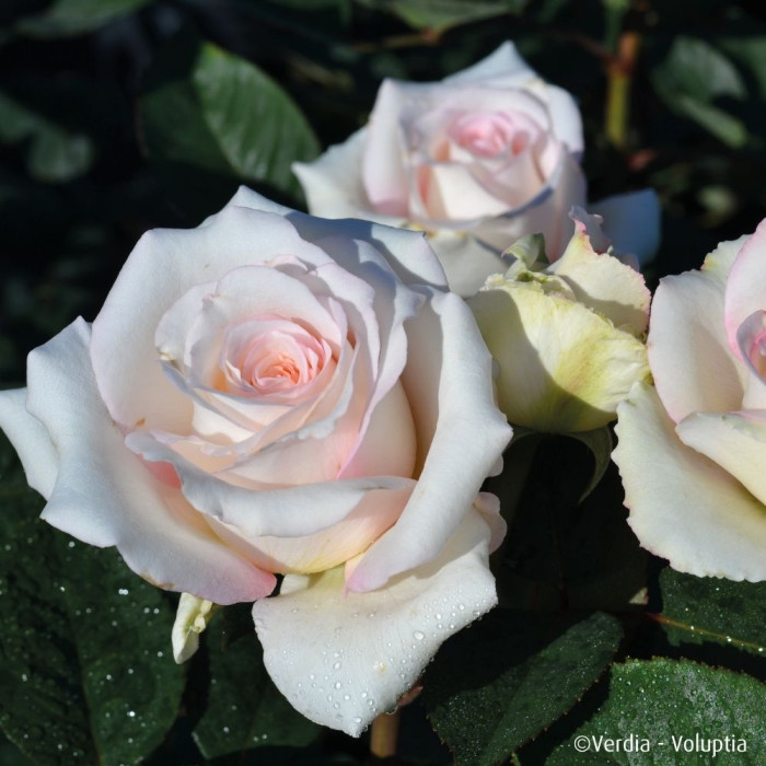 Rosier paysager Lovely white Voluptia®