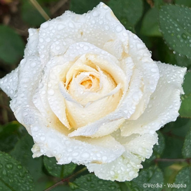 Rosier paysager Lovely white Voluptia®