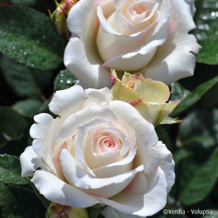 Rosier paysager Lovely white Voluptia®