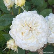 Rosier paysager Lovely white Voluptia®