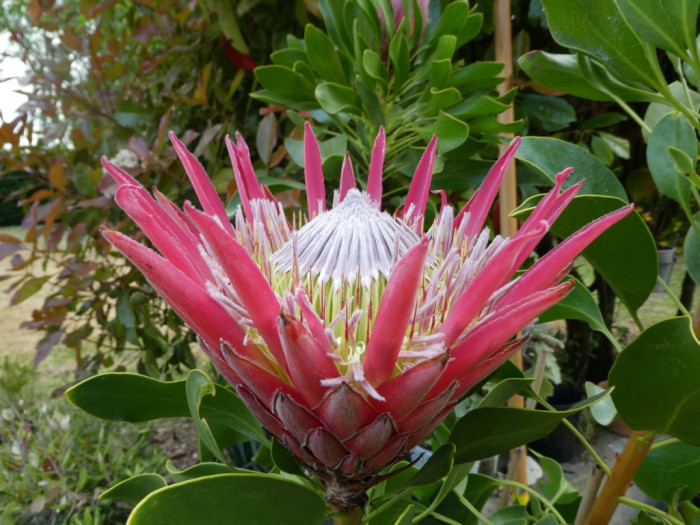 Protea cynaroides 'Madiba'
