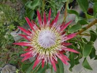 Protea cynaroides 'Madiba'