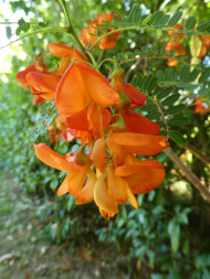 Sesbania punicea