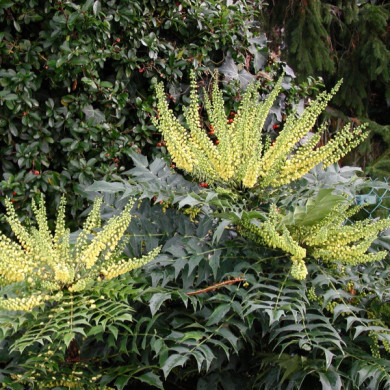 Mahonia x media 'Winter Sun'
