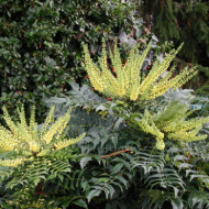 Mahonia x media 'Winter Sun'
