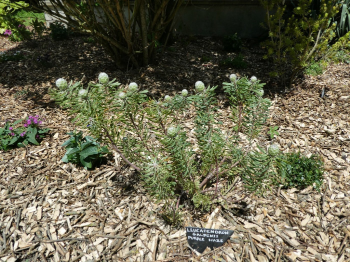 Leucadendron galpinii 'Purple Haze'
