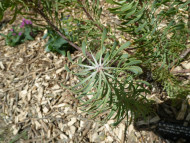 Leucadendron galpinii 'Purple Haze'