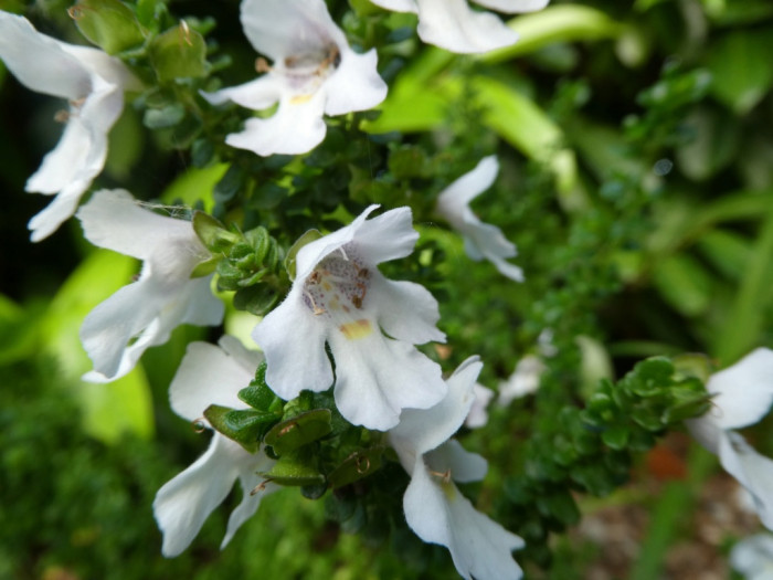 Prostanthera cuneata