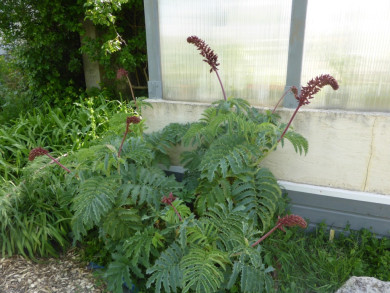Melianthus major
