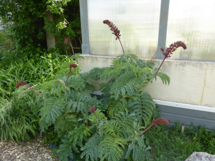 Melianthus major
