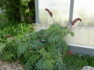 Melianthus major