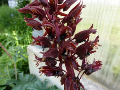 Melianthus major