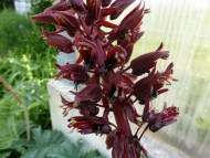 Melianthus major