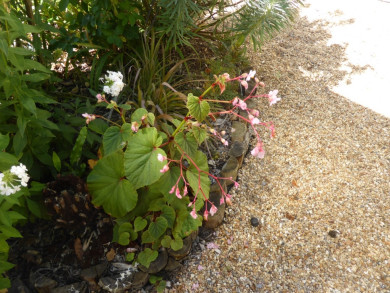 Begonia grandis (Evansiana Group )