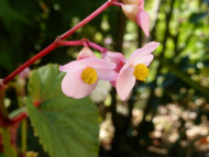 Begonia grandis (Evansiana Group )