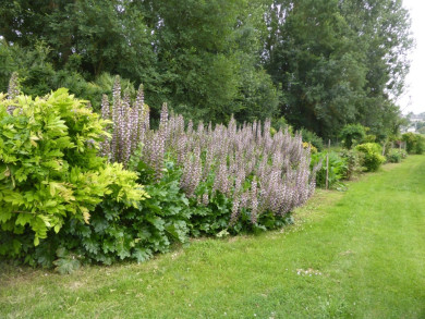 Acanthus mollis