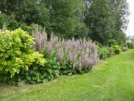 Acanthus mollis