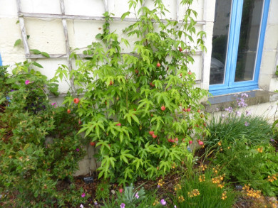 Abutilon striatum 'Redvein'