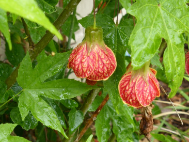 Abutilon striatum 'Redvein'