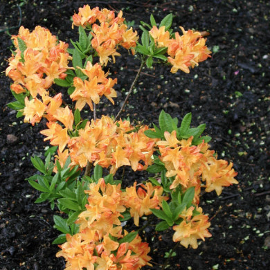 Azalea mollis 'Lingot d'Or'
