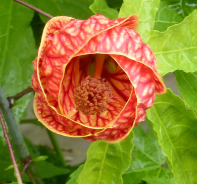 Abutilon striatum 'Redvein'