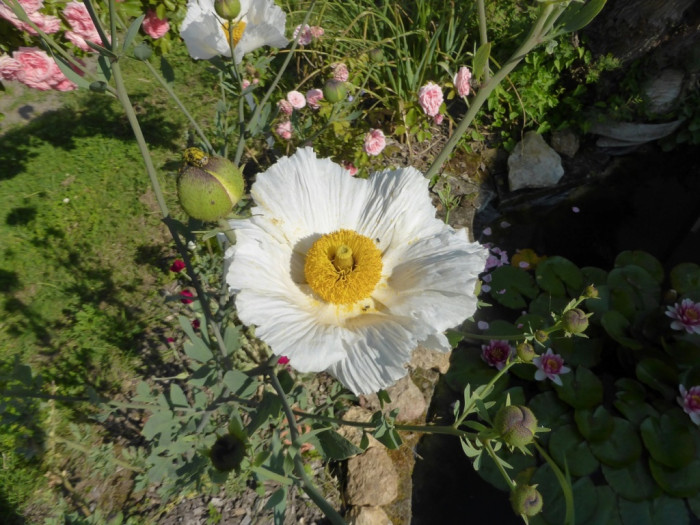 Romneya coulteri